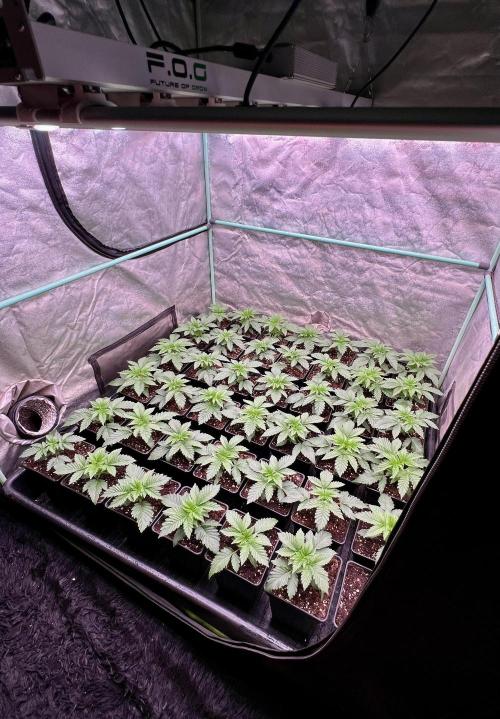 Gorilla Runtz. Week 2