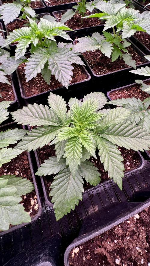 Gorilla Runtz. Week 2
