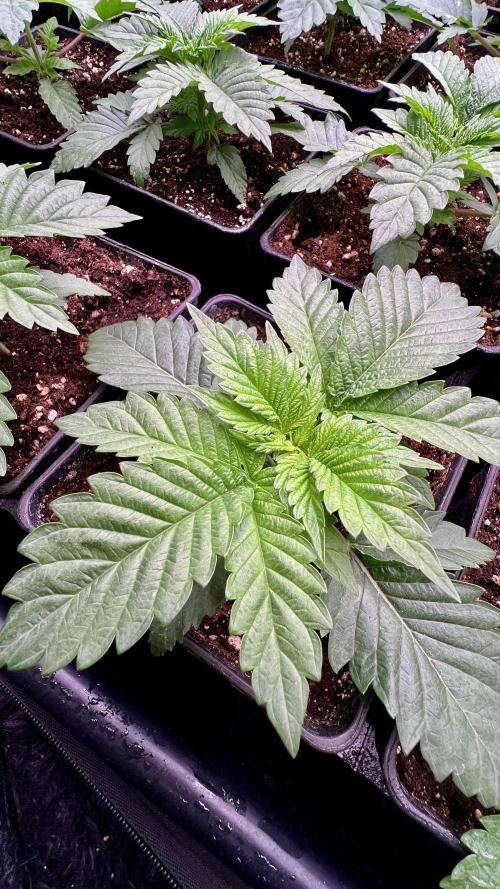 Gorilla Runtz. Week 2