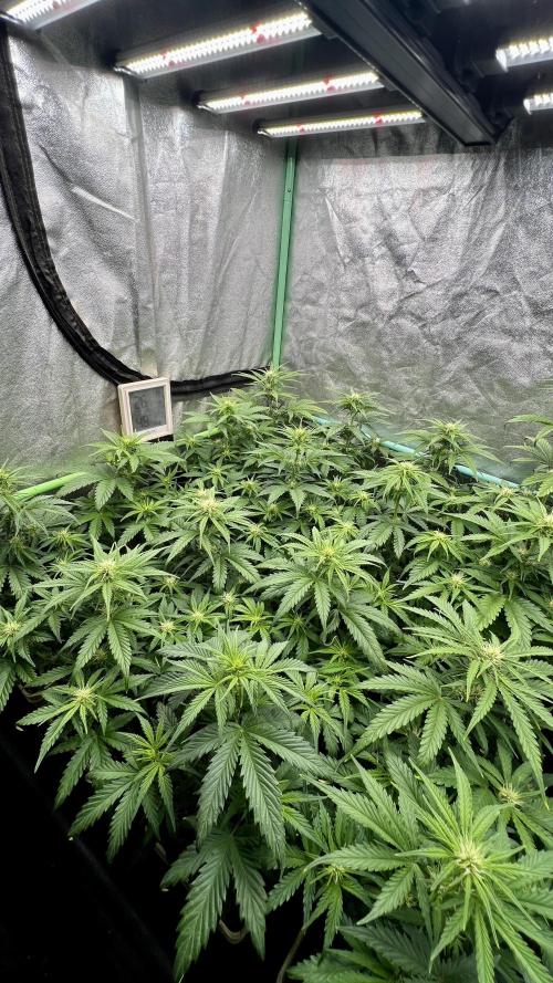 Strawberry Banana. Week 4