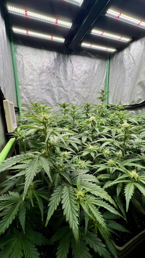 Strawberry Banana. Week 4