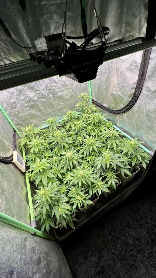 Strawberry Banana. Week 4