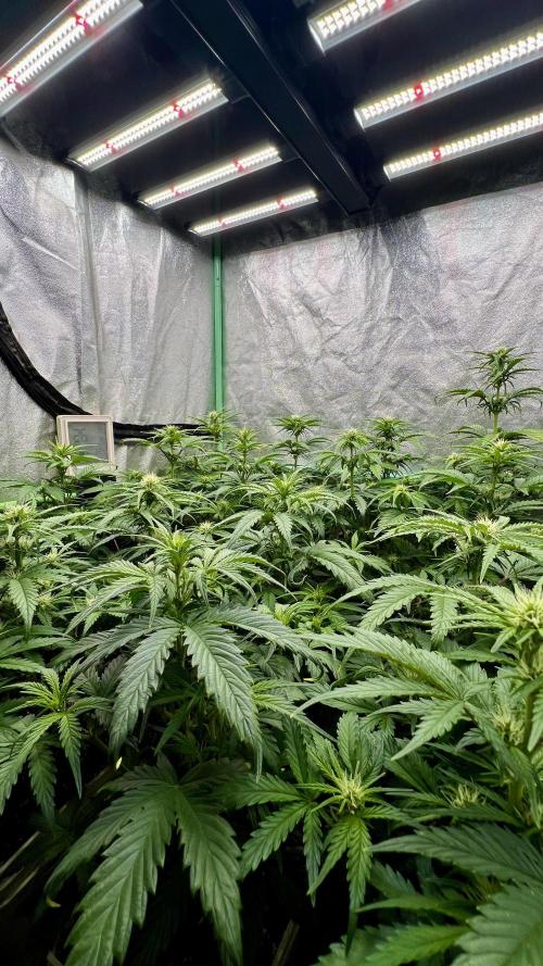 Strawberry Banana. Week 4