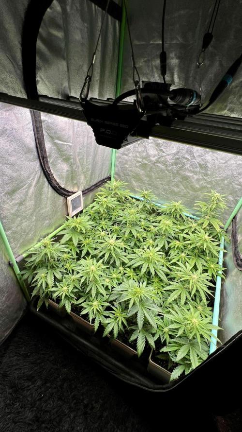 Strawberry Banana. Week 4