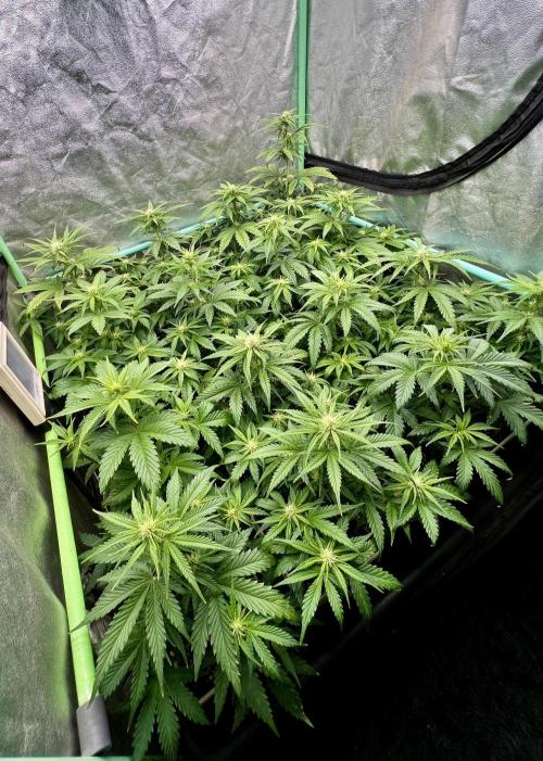 Strawberry Banana. Week 4
