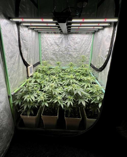 Strawberry Banana. Week 4