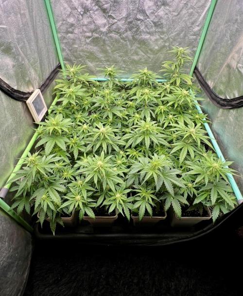 Strawberry Banana. Week 4