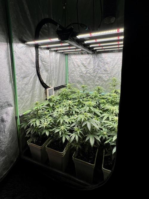Strawberry Banana. Week 4