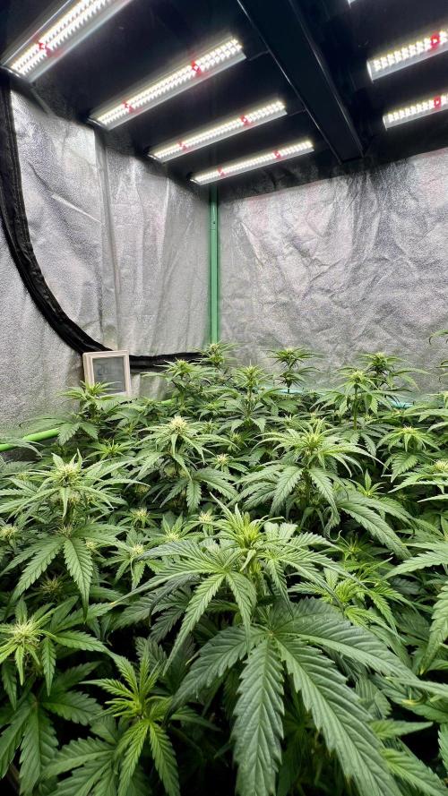 Strawberry Banana. Week 4