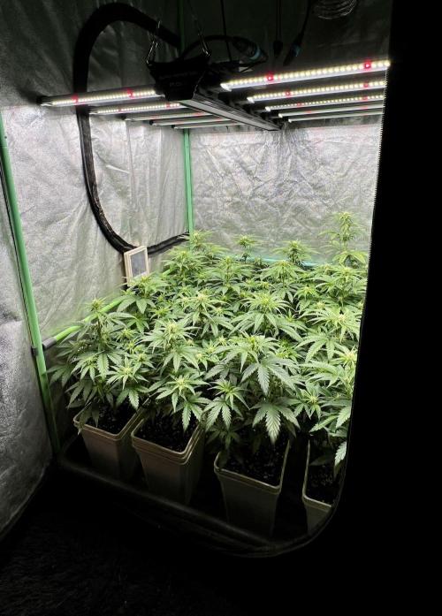 Strawberry Banana. Week 4