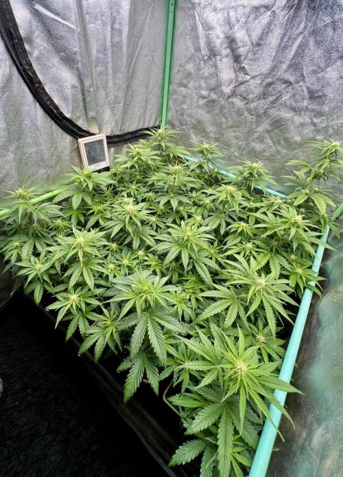 Strawberry Banana. Week 4