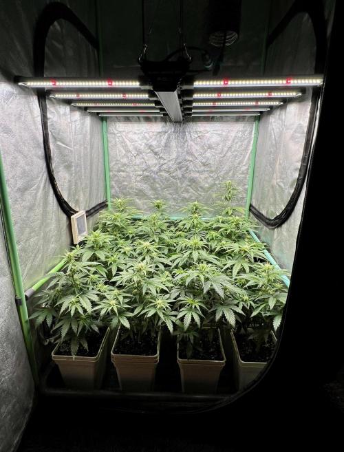 Strawberry Banana. Week 4