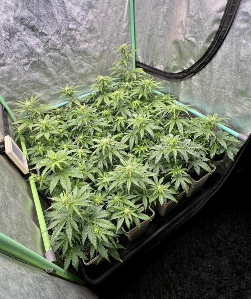 Strawberry Banana. Week 4