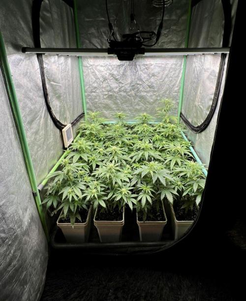 Strawberry Banana. Week 4
