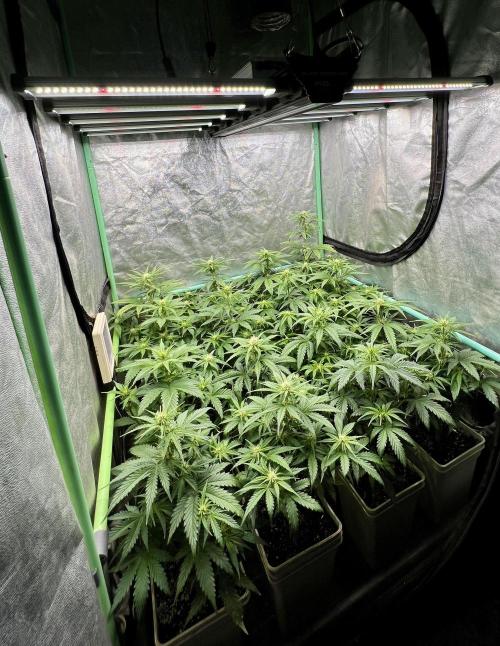Strawberry Banana. Week 4
