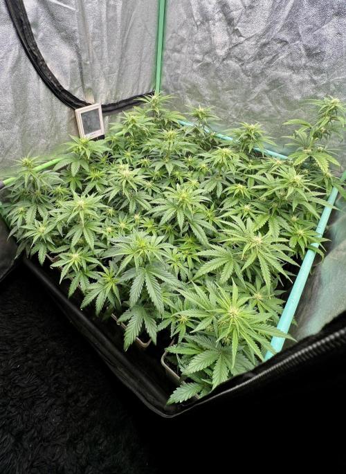 Strawberry Banana. Week 4