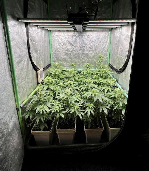 Strawberry Banana Auto. Week 4