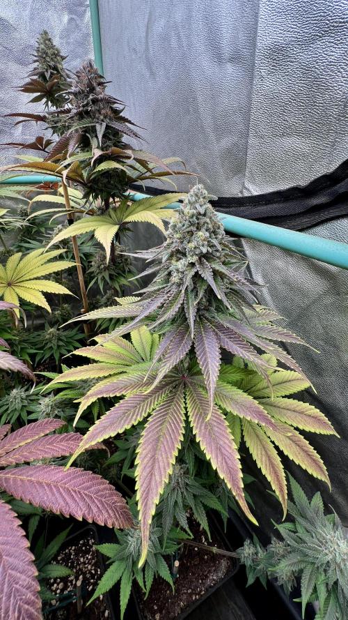 Green Crack. Week 9