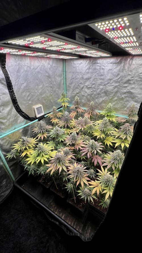 Green Crack. Week 9