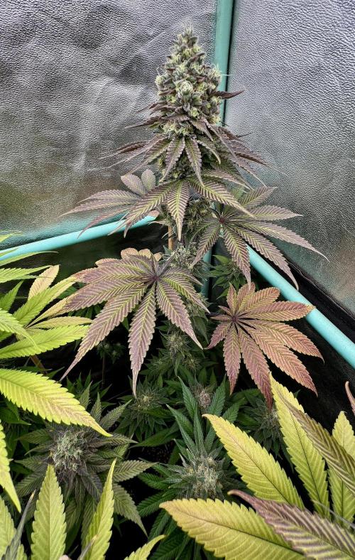 Green Crack. Week 9