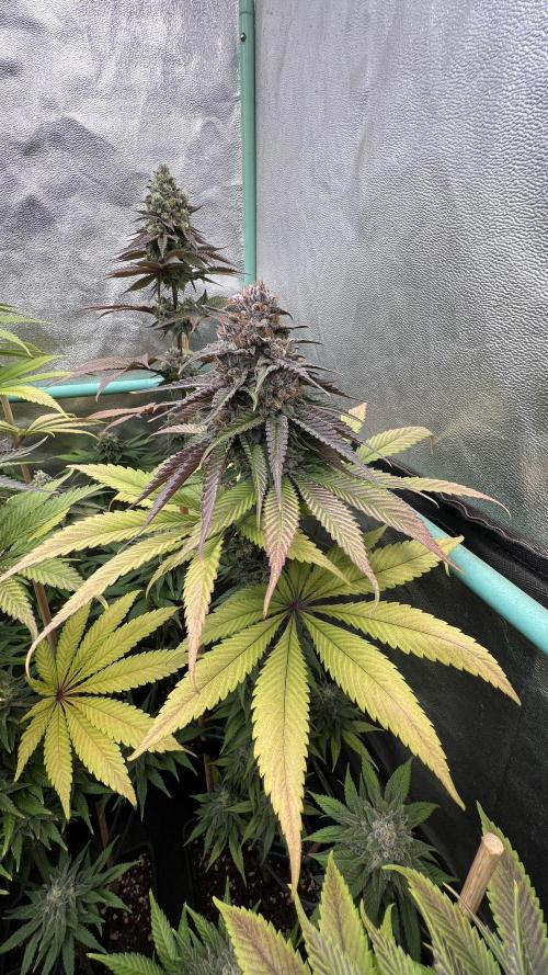 Green Crack. Week 9