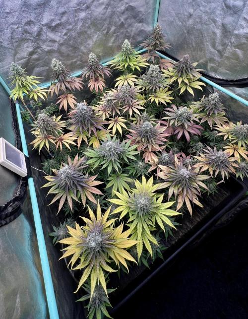 Green Crack. Week 9