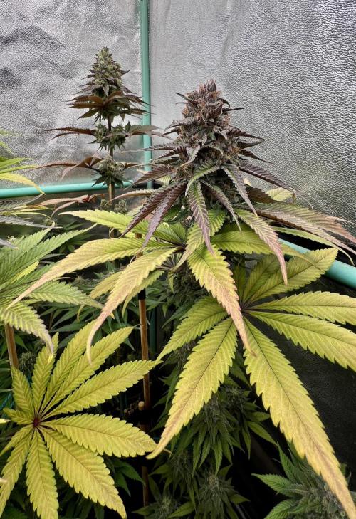 Green Crack. Week 9