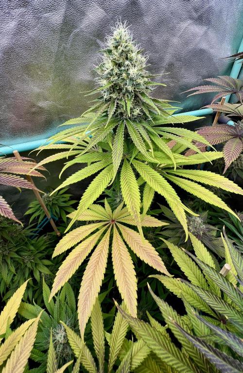Green Crack. Week 9