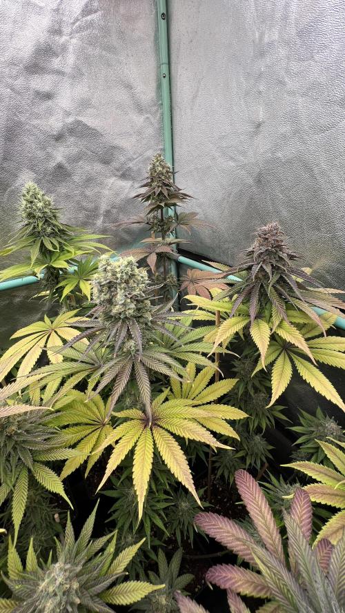 Green Crack. Week 9