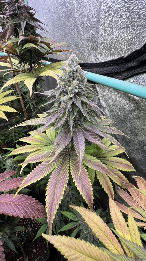 Green Crack. Week 9