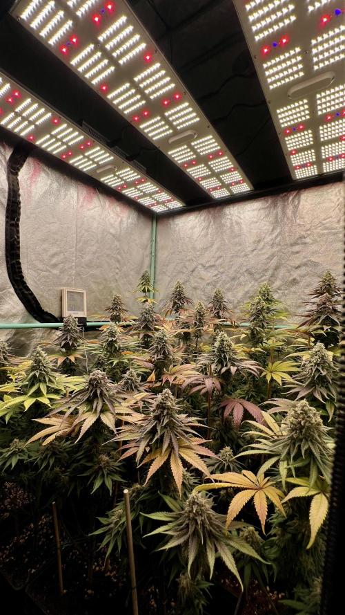 Green Crack. Week 9