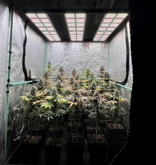 Green Crack. Week 9