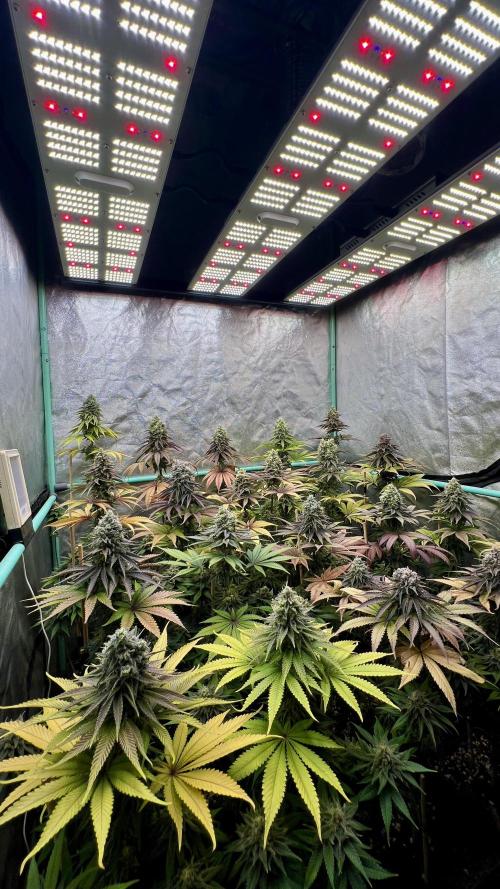 Green Crack. Week 9