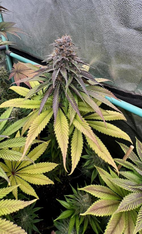 Green Crack. Week 9