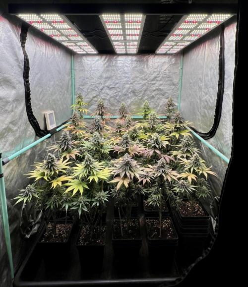 Green Crack. Week 9