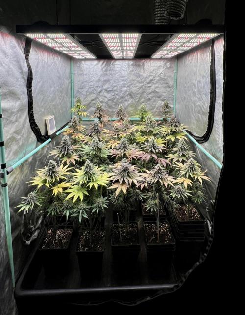 Green Crack. Week 9