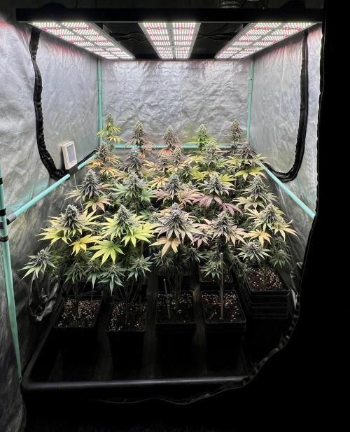 Green Crack. Week 9