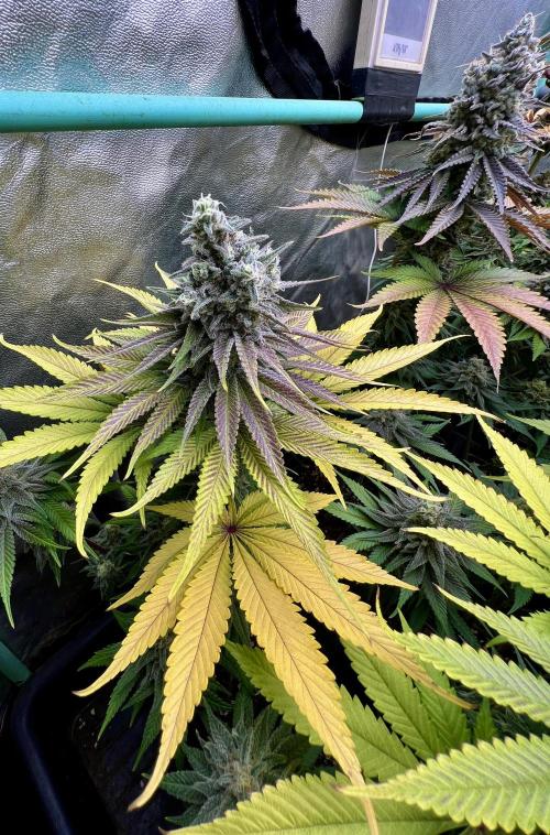 Green Crack. Week 9