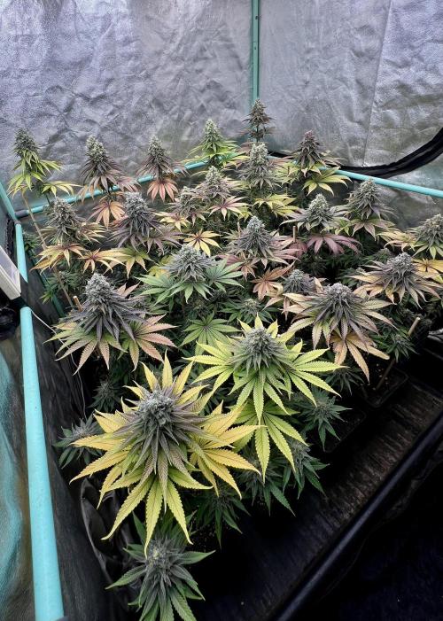 Green Crack. Week 9