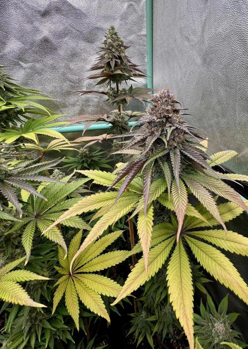 Green Crack. Week 9
