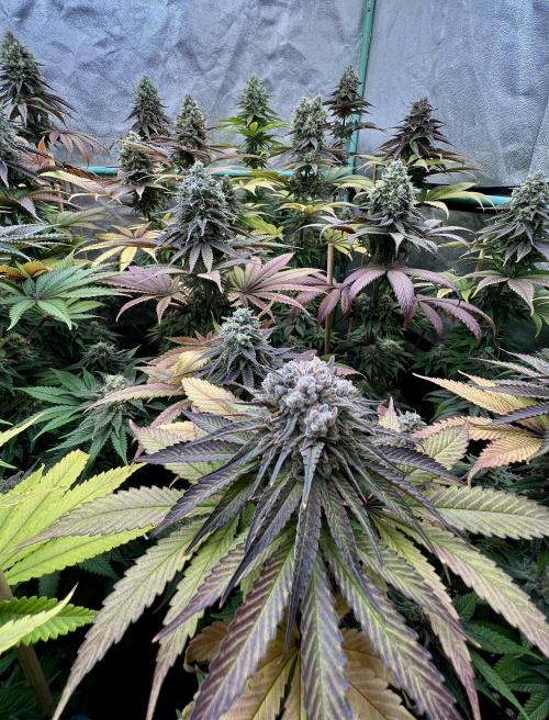 Green Crack. Week 9