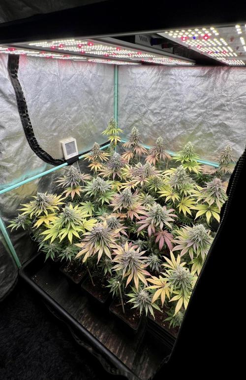Green Crack. Week 9