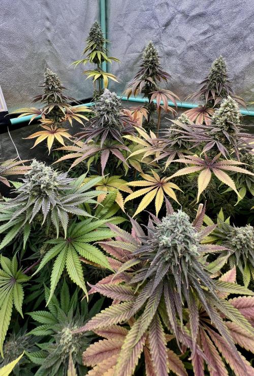 Green Crack. Week 9