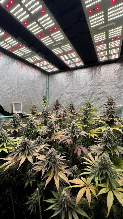 Green Crack. Week 9