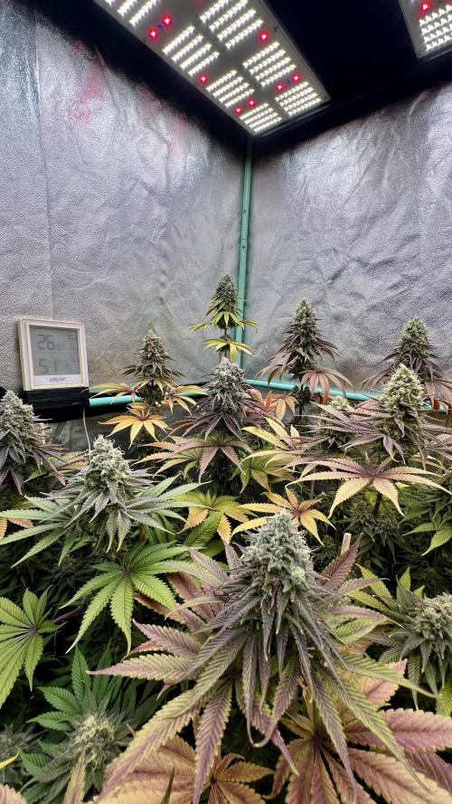 Green Crack. Week 9