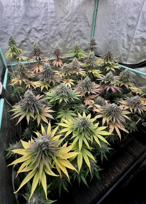 Green Crack. Week 9