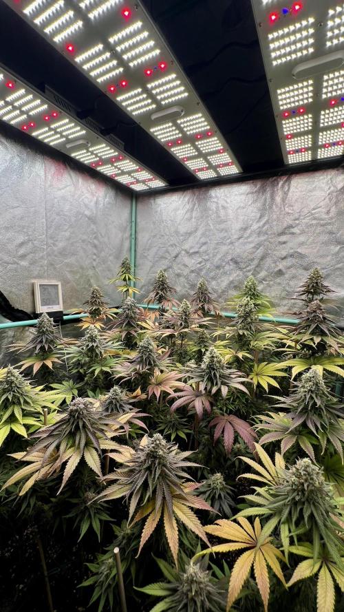 Green Crack. Week 9