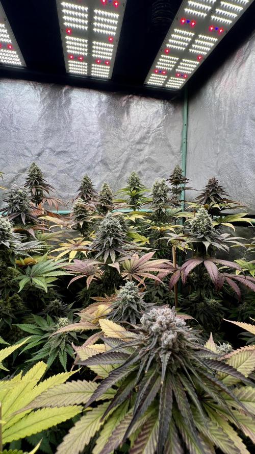 Green Crack. Week 9