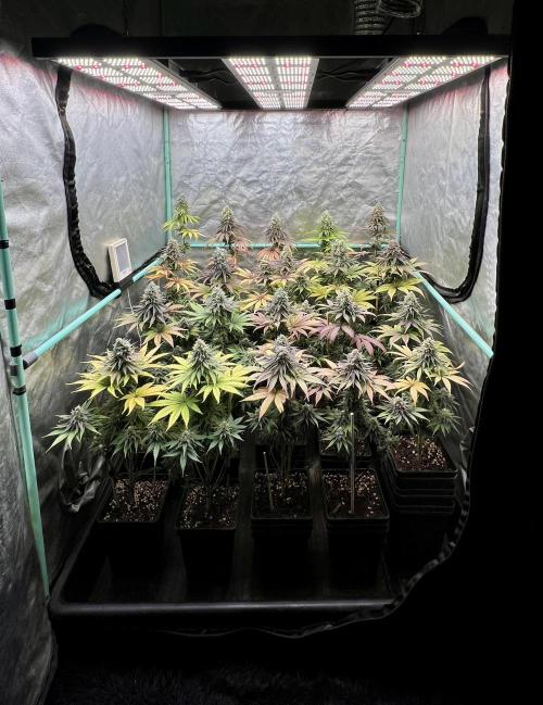Green Crack. Week 9