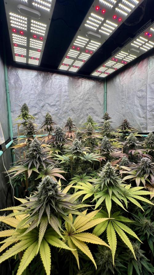 Green Crack. Week 9